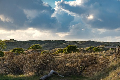 Rustig avondje in de duinen