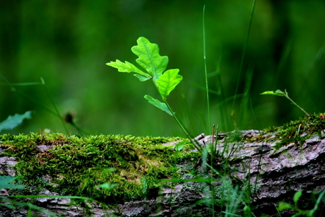 in het bos