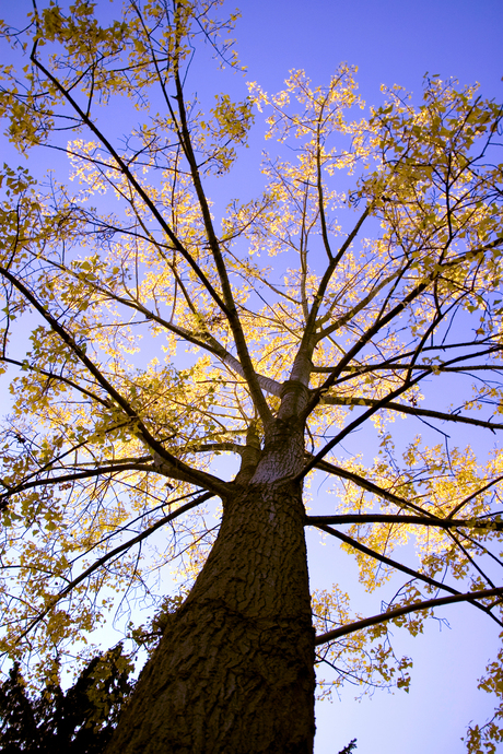 Herfst in blauw