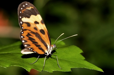 vlindertuin