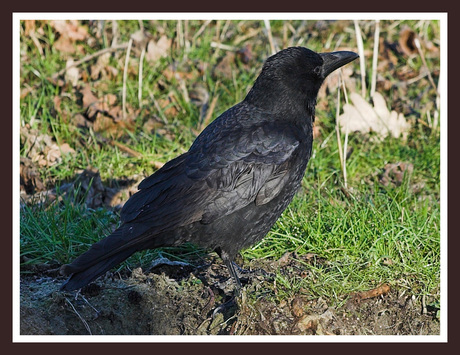 Black beauty