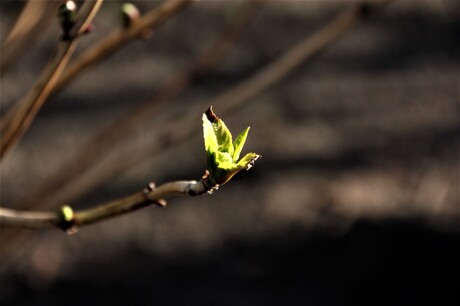 1leaf is growing