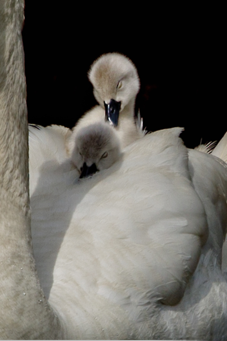 Whiter shade of pale