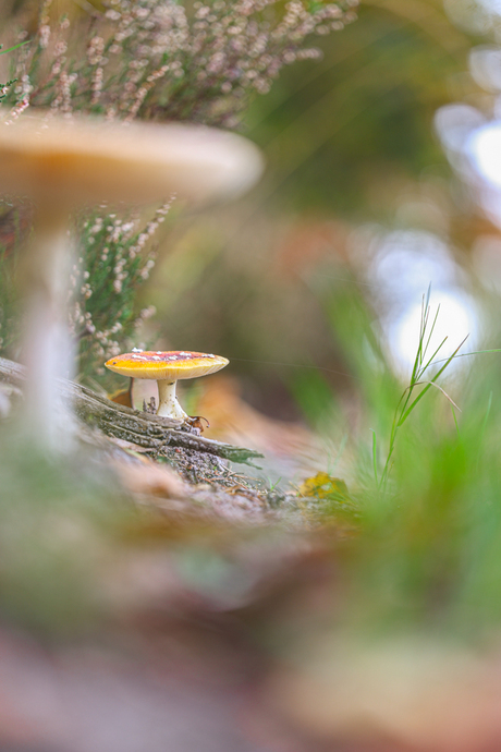 Herfstlandschapje