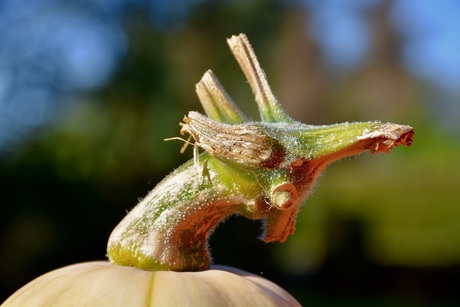 Pompoen 