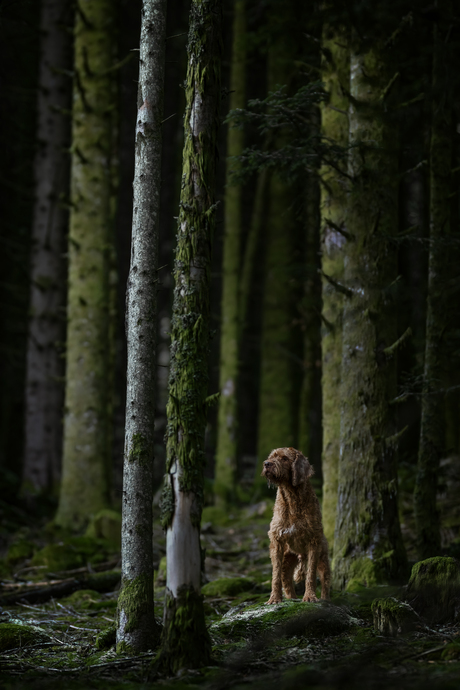 Groen licht