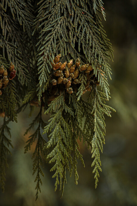 Pendula Vera