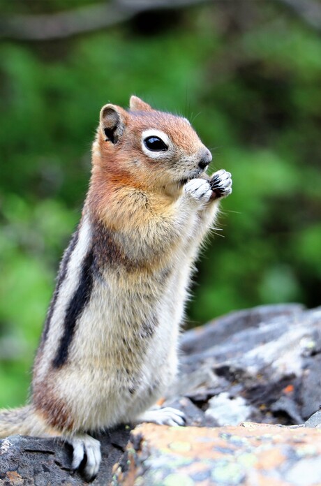 chipmunk