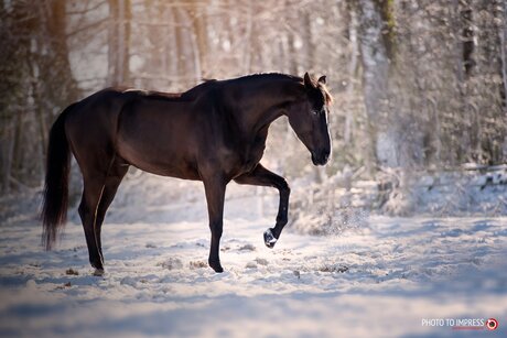 Paard speelt in de sneeuw
