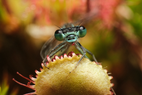 Trapped damselfly
