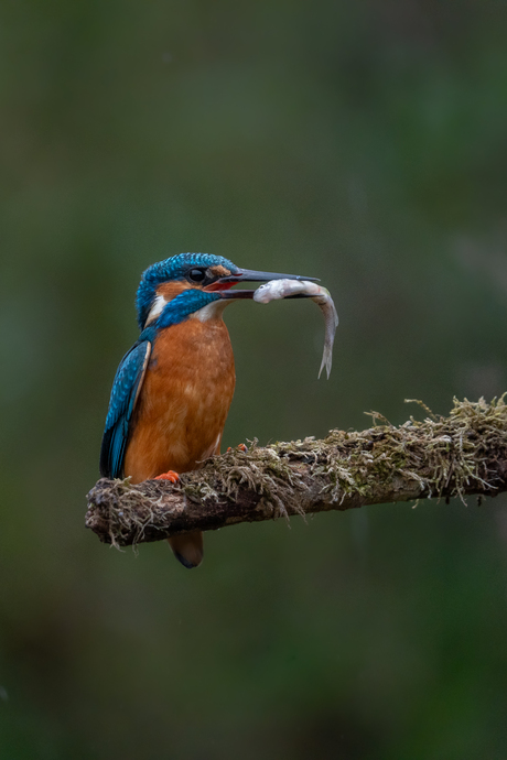 ijsvogel met hapje eten