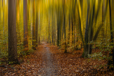 Wandelen naar het licht.