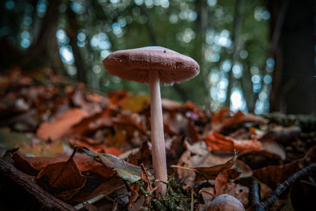 Paddestoel in de Ennemaborg.