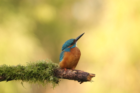 ijsvogel houdt de lucht in de gaten