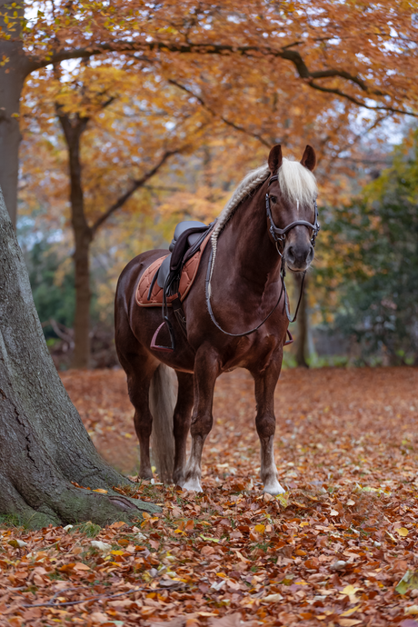 Herfstfoto's