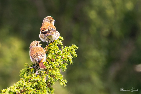 juveniele grauwe klauwiertjes
