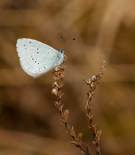 Boomblauwtje.