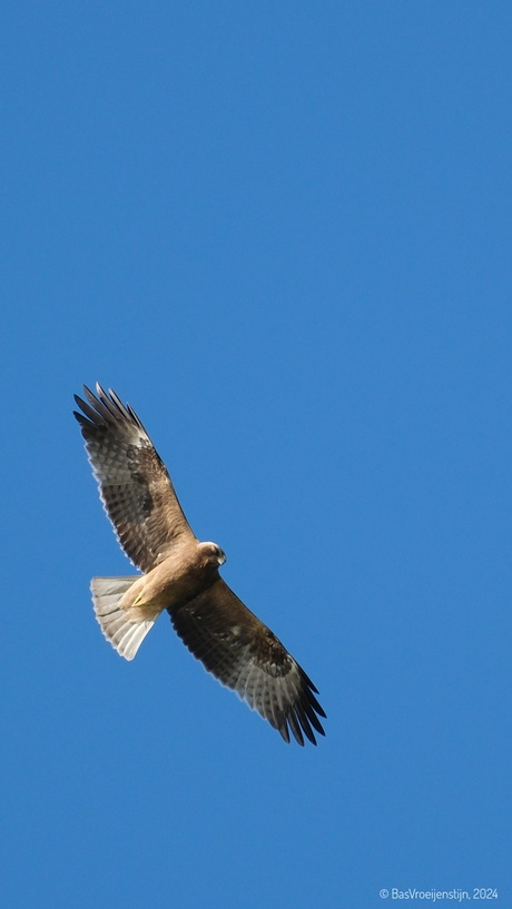 Buizerd