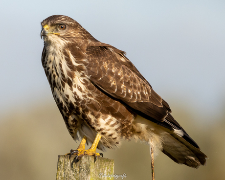 Buizerd 