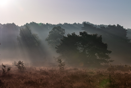 Maashorst Udensedreef