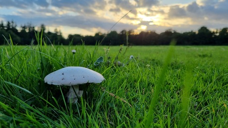 Mijn 1ste paddenstoel gespot...