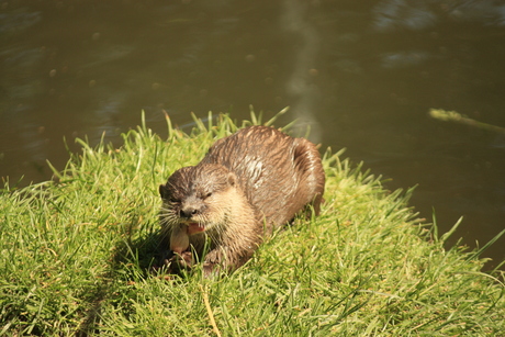 Otter