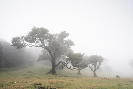 Fanal Forest