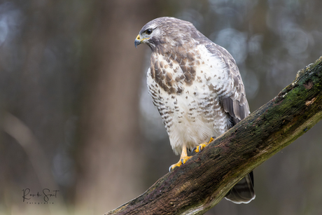 Buizerd