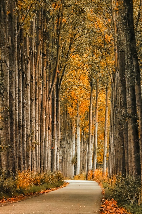 Het is niet allen goud day blinkt.