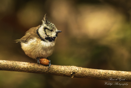 de pinda en de kuifmees