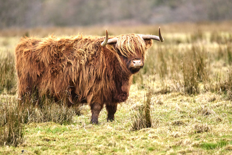 Schotse hooglander
