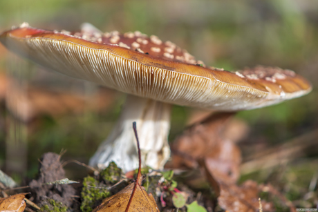 paddenstoelen