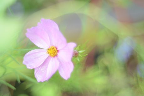 Cosmos