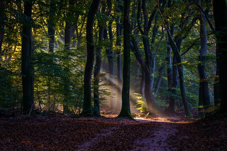 Herfst in het Speulderbos 