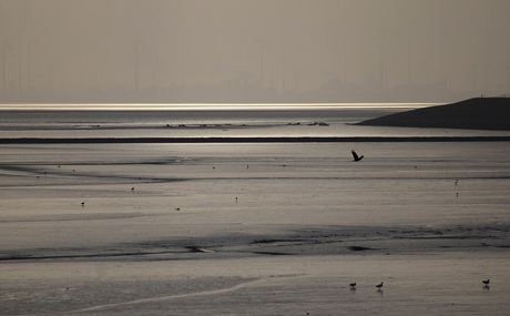 Vrijheid  en............