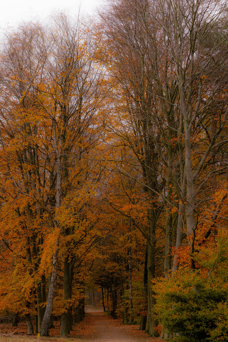 Het laatste beetje herfst