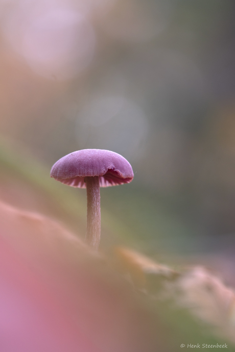 Nog een gave amethist zwam