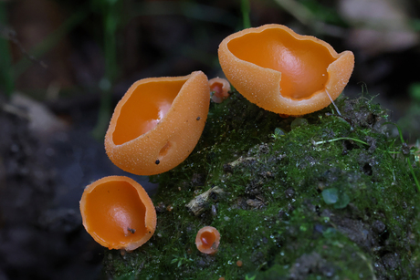 Grote oranje bekerzwam