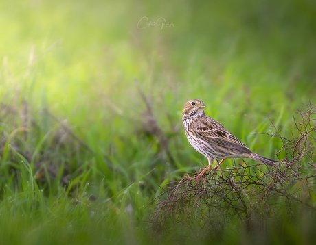 Corn bunting -  Grauwe gors 
