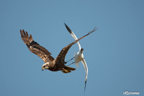 Een Bruine kiekendief  wordt verjaagd door een Kluut