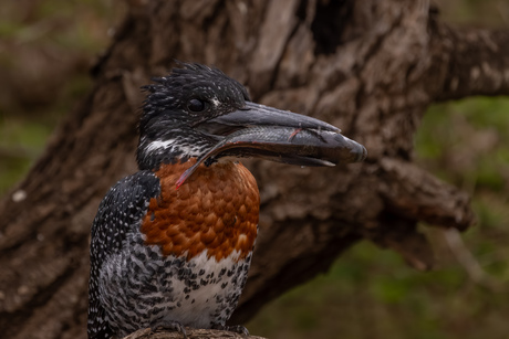 Afrikaanse reuzenijsvogel