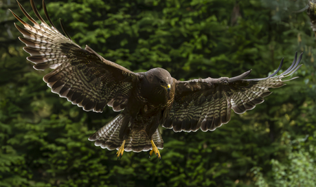 Buizerd 