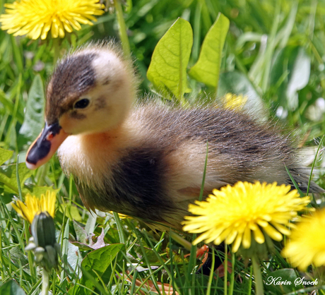 "Tussen de bloemetjes..."
