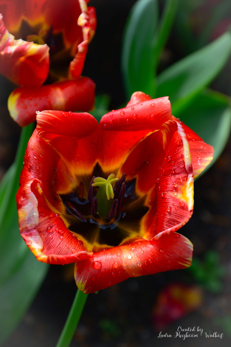 Uitgebloeide Tulp🌷