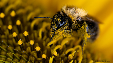 Black and Yellow