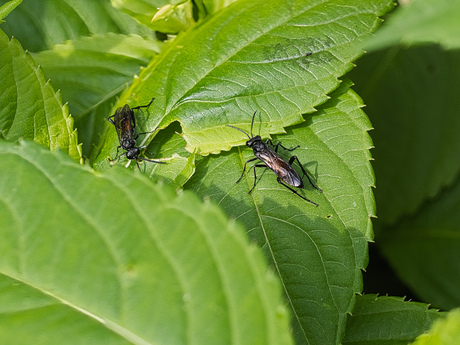 Macrophya annulata (Echte bladwespen)
