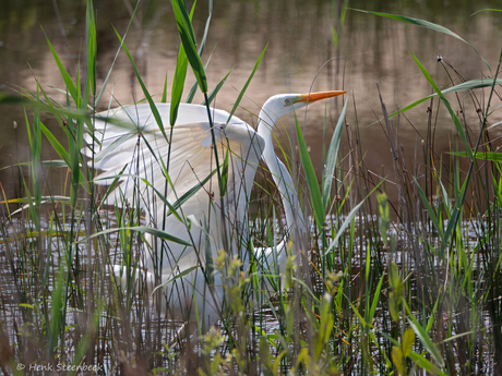 Zilverreiger tussen het riet