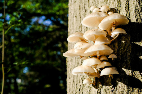 Paddenstoelen in boom