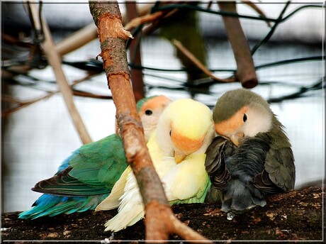 Ze zijn toch zo lief !!!