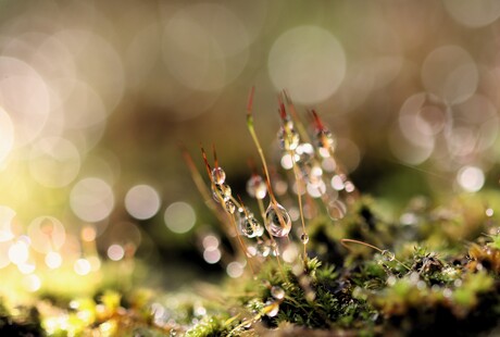 Druppel bokeh